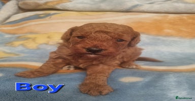 Cockapoo dogs - Advert 10