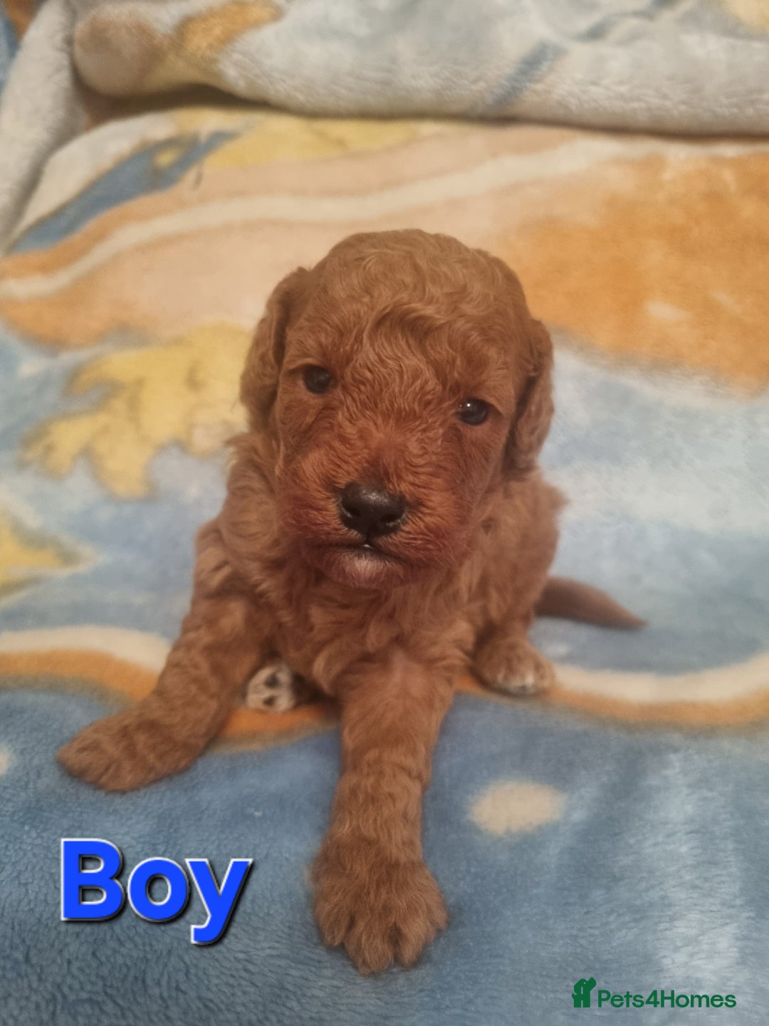 Cockapoo dogs for sale: Cockapoo  - Image 2