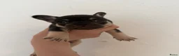 French Bulldog dogs for sale: French bull dog puppies  - Advert 5