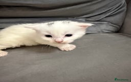 Maine Coon cats for sale: Maine Coon kittens some polydactyl.  - Advert 7