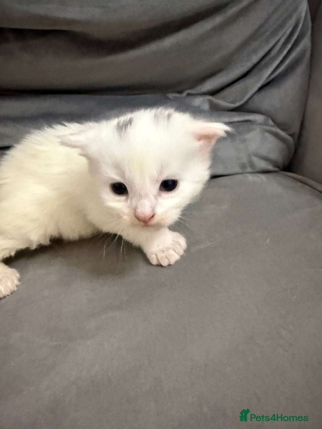 Maine Coon cats for sale: Maine Coon kittens some polydactyl.  - Advert 7