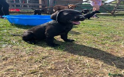 Labrador Retriever dogs for sale: 🐾Ready Now🐾Black Male FTCH Pedigree Forward Pups - Image 15