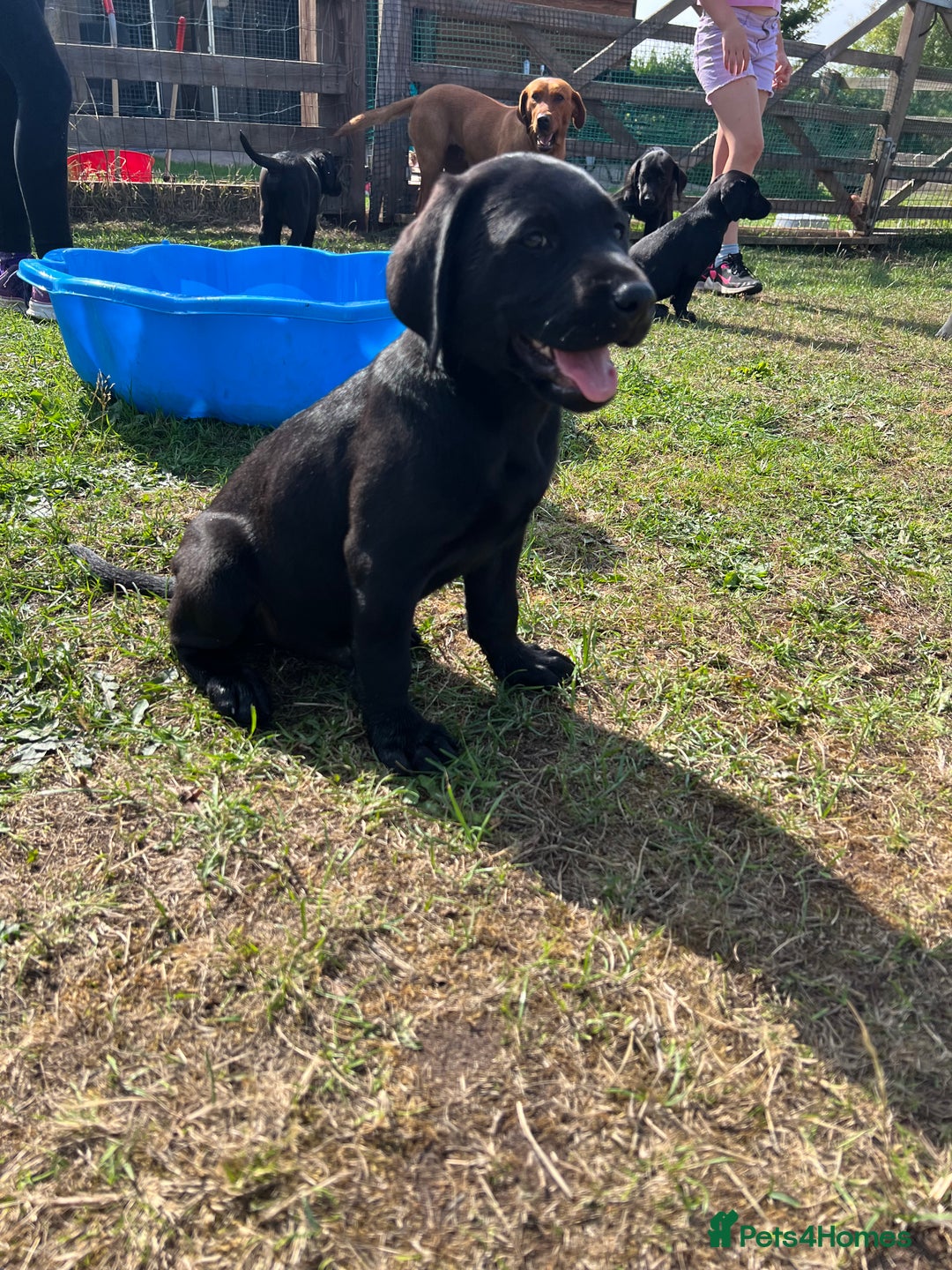 Labrador Retriever dogs for sale: 🐾Ready Now🐾Black Male FTCH Pedigree Forward Pups - Image 15