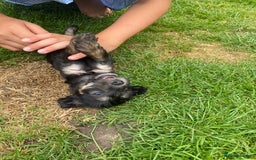 Mixed Breed dogs for sale: Bedlington Terrier X Whippet Puppies ⭐️ - Image 18