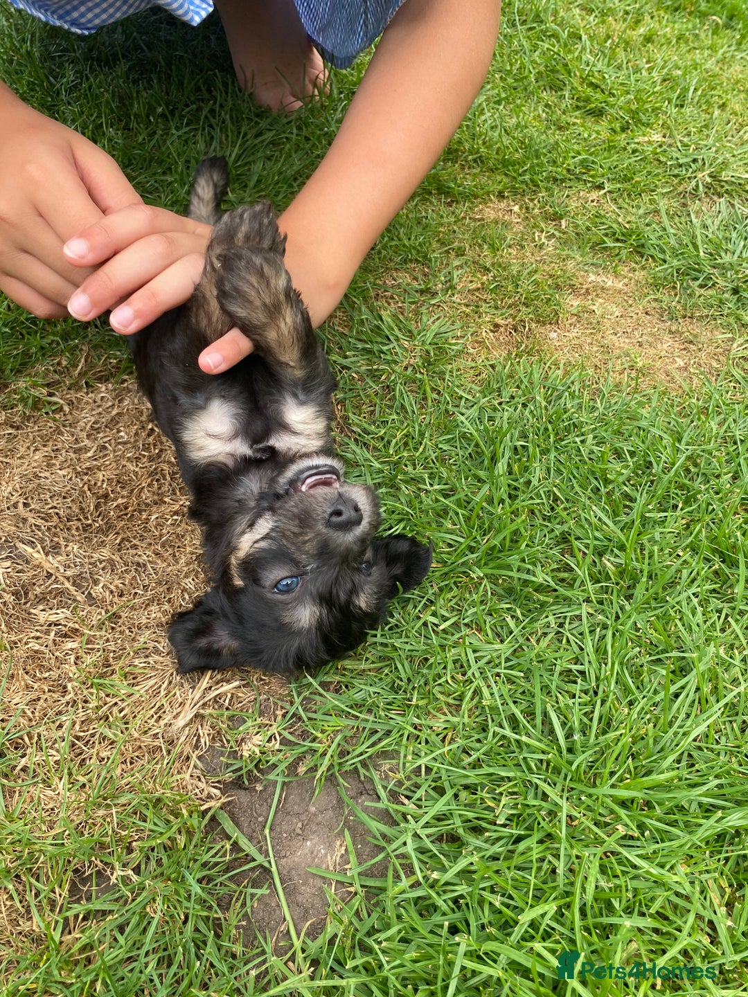 Mixed Breed dogs for sale: Bedlington Terrier X Whippet Puppies ⭐️ - Image 18