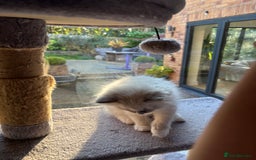 Ragdoll cats for sale: Ragdoll litter for sale  - Image 9