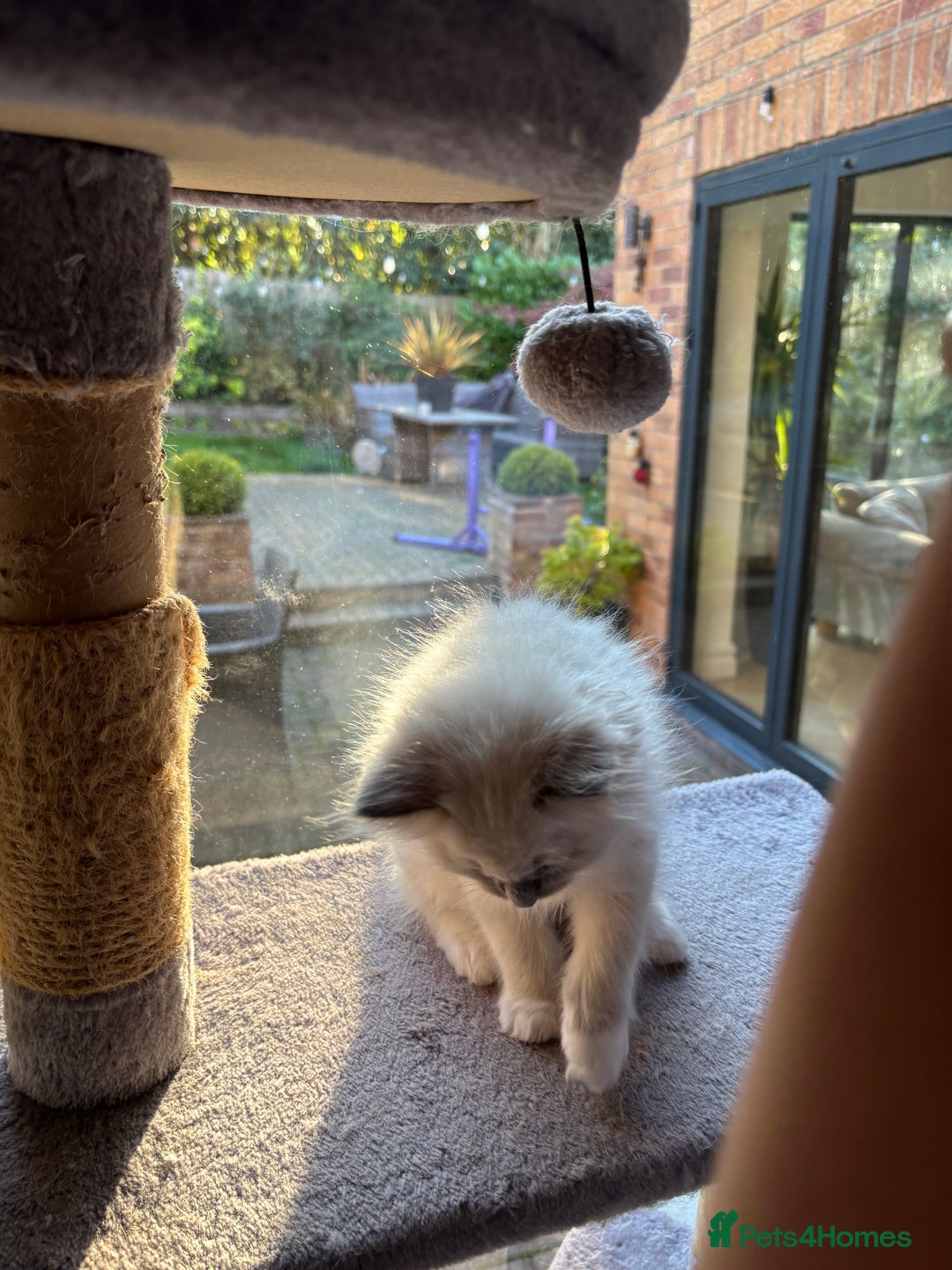 Ragdoll cats for sale: Ragdoll litter for sale  - Image 9