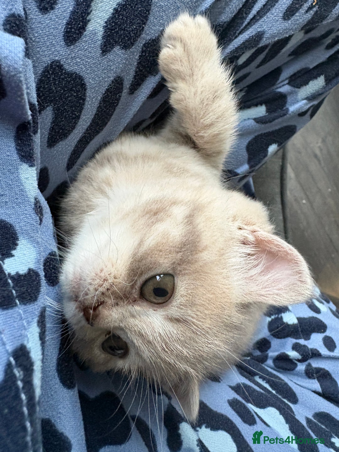 British Shorthair cats for sale: Beautiful British shorthair female  - Advert 4