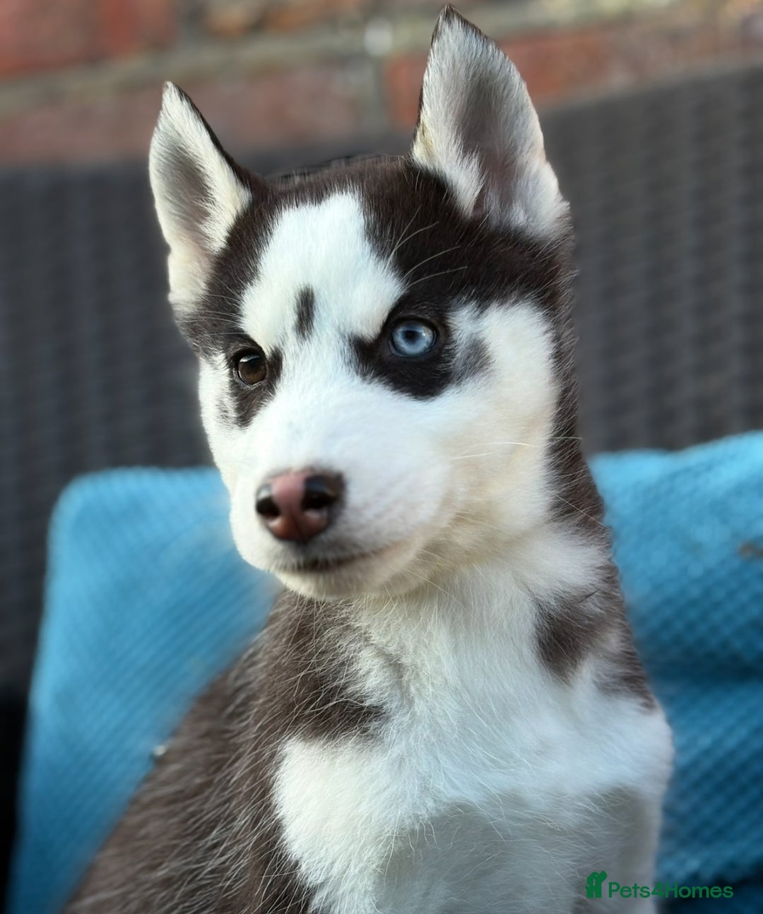 Siberian Husky dogs for sale: Siberian husky puppies - Image 8