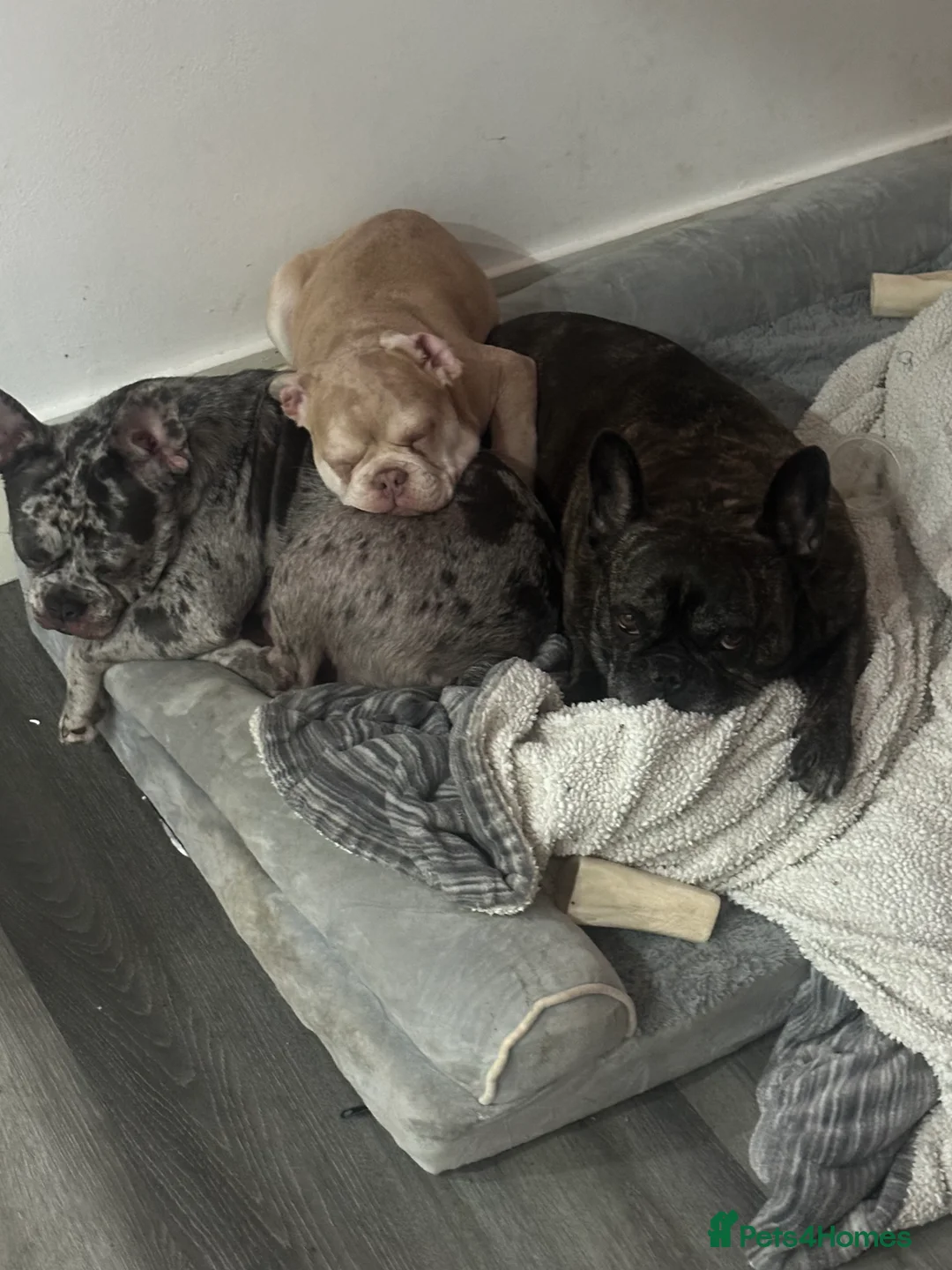 French Bulldog dogs for sale: French bulldog - Advert 1