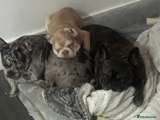 French Bulldog dogs French bulldog - Advert 18