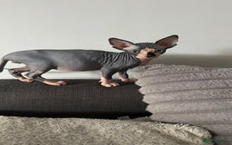 Sphynx cats for sale: Fantastic kittens are looking for new homes. - Image 2
