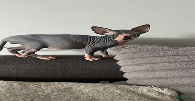 Sphynx cats - Advert 15