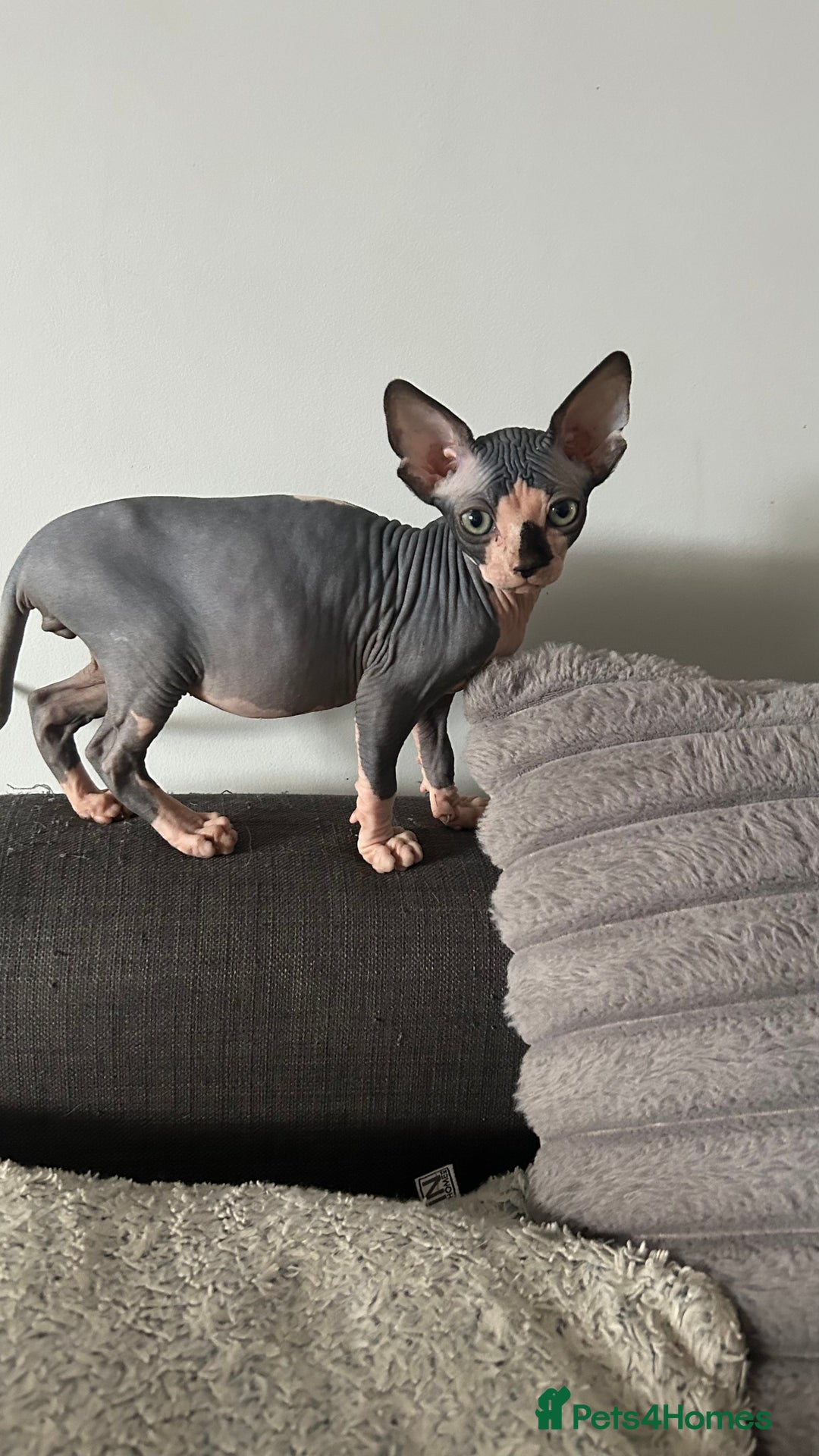 Sphynx cats for sale: Fantastic kittens are looking for new homes. - Image 2