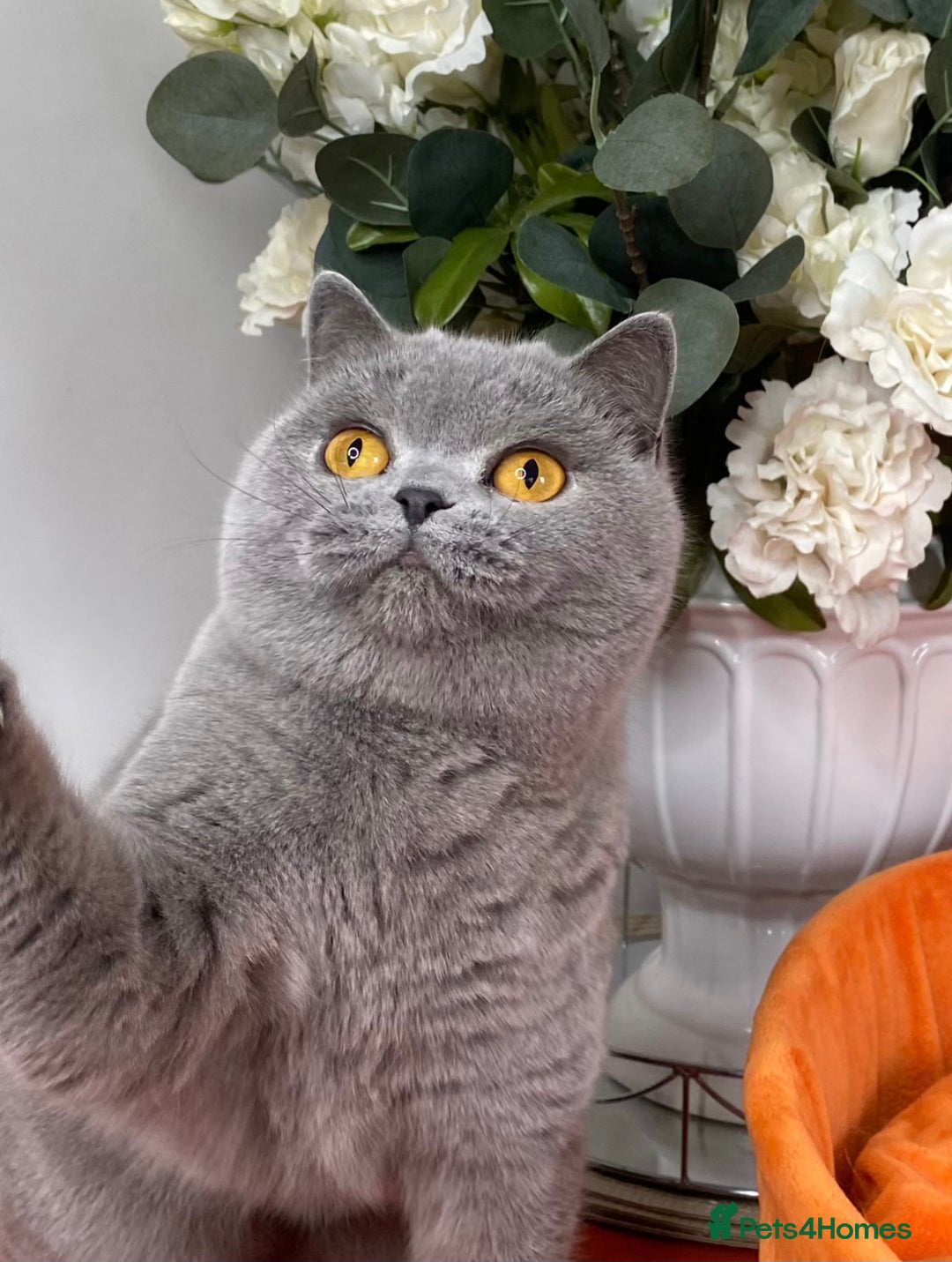 British Shorthair cats for sale: British short hair female  - Advert 2