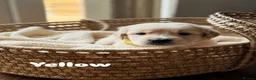 Golden Retriever dogs for sale: Bonellynova Golden Retriever Boys ✨ - Advert 4
