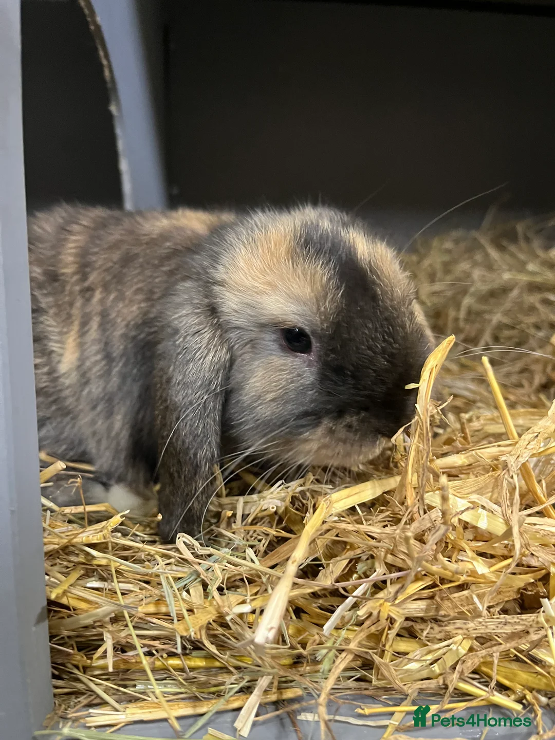 Mini Lop rabbits for sale: Mini Lop Bunnies - Advert 6