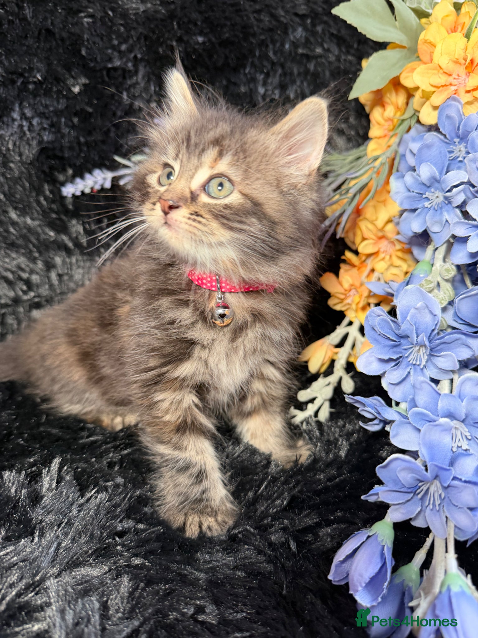 LaPerm cats 💕Beautiful LaPerms Ready to Reserve💕 - Advert 6