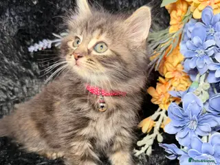 LaPerm cats 💕Beautiful LaPerms Ready to Reserve💕 - Advert 6