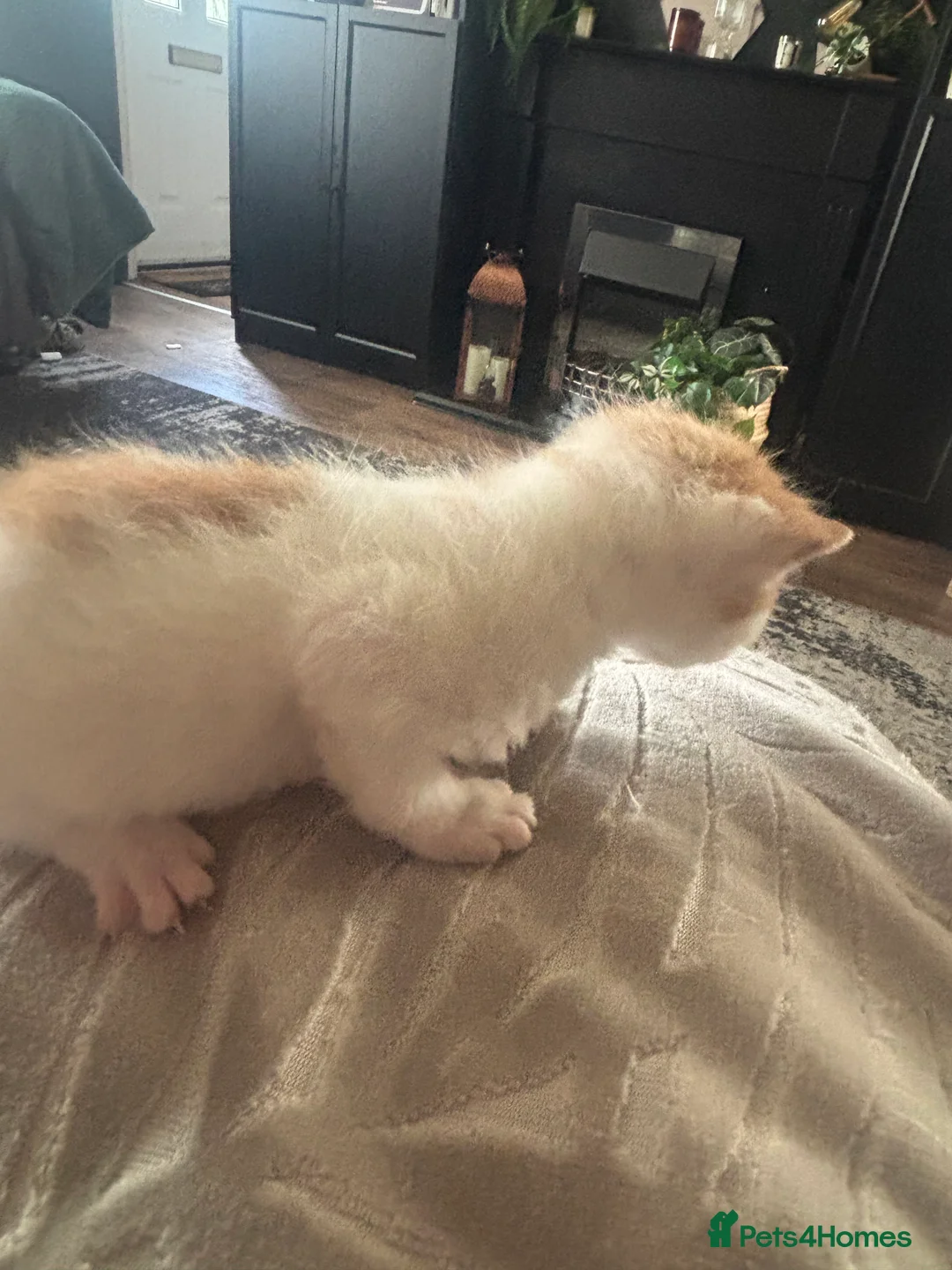 Mixed Breed cats for sale: Munchkin x kittens  - Advert 22