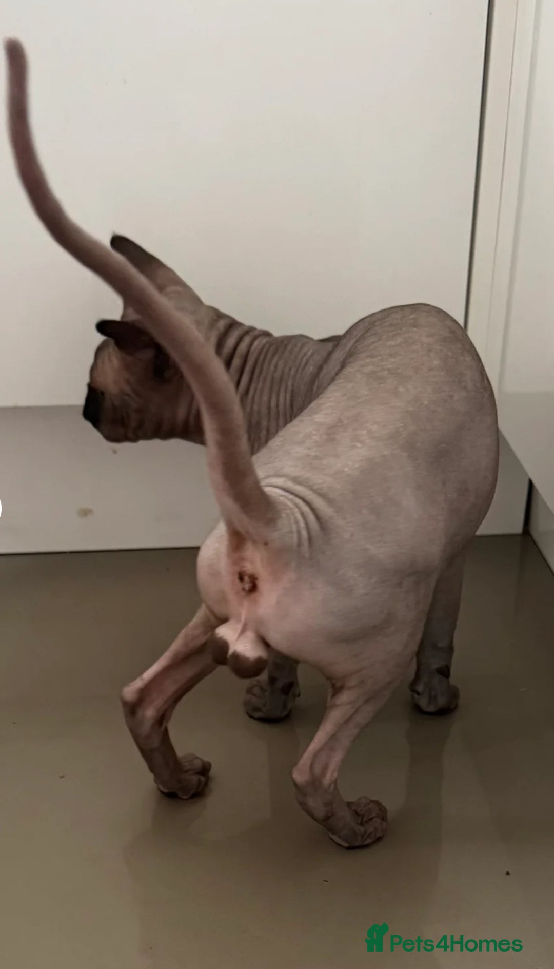 Sphynx cats for stud: TICA Registered Active, stunning Canadian Sphynx i - Advert 15