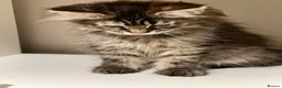 Maine Coon cats for sale: Pedigree Maine coons - Advert 4