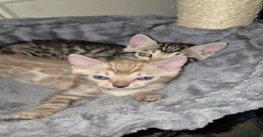 Bengal cats - Advert 9