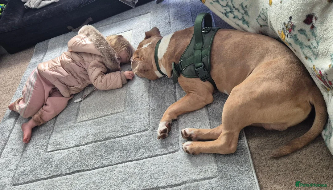 Dorset Olde Tyme Bulldogge dogs for sale: Gorgeous Male Dorset Olde Tyme Bulldogge in Saxmundham - Advert 5