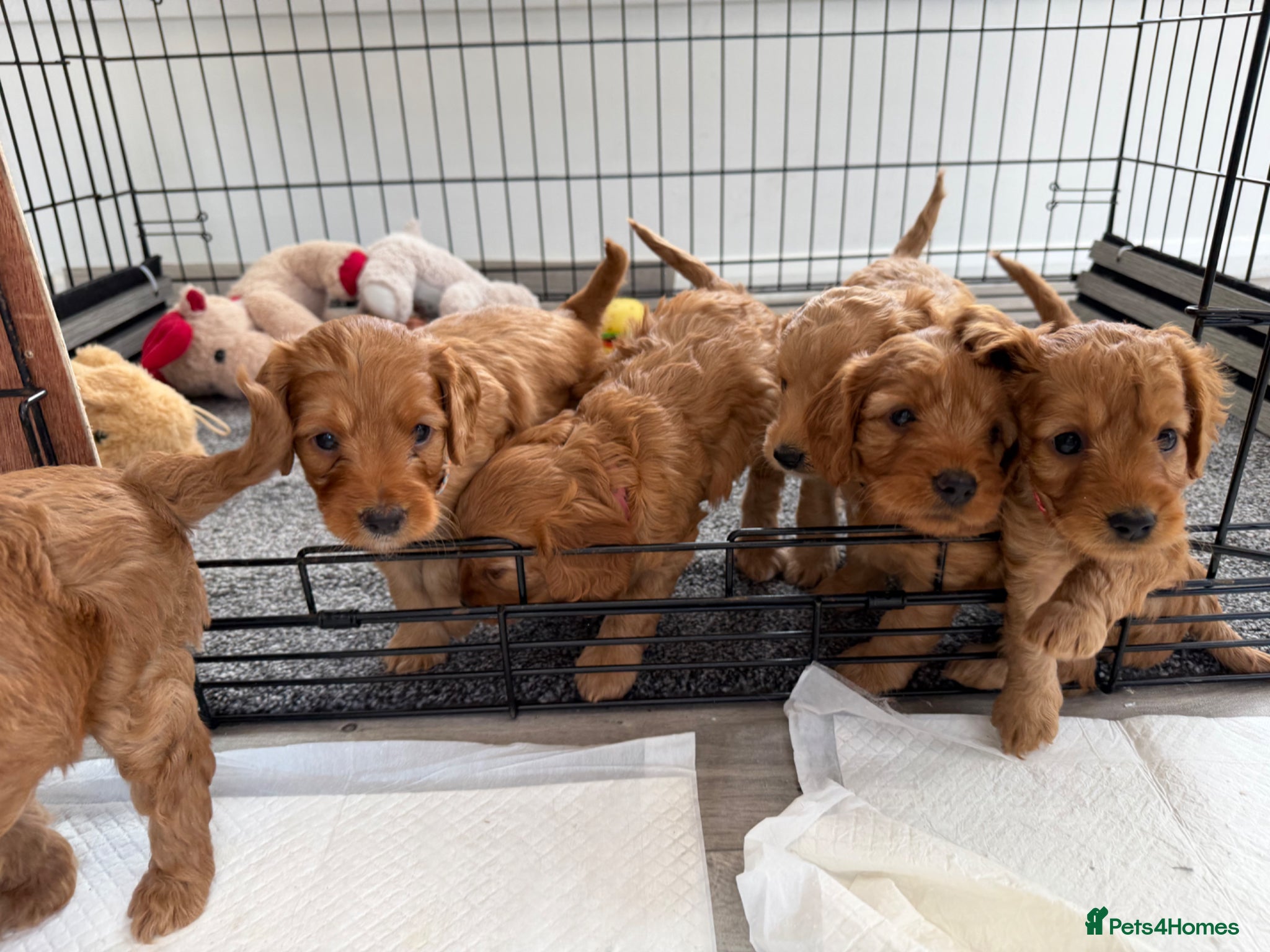 Cockapoo dogs F1 cockapoo for sale - Advert 17