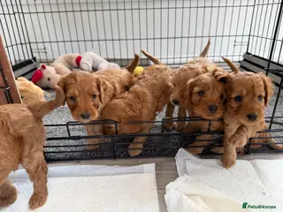 Cockapoo dogs F1 cockapoo for sale - Advert 1