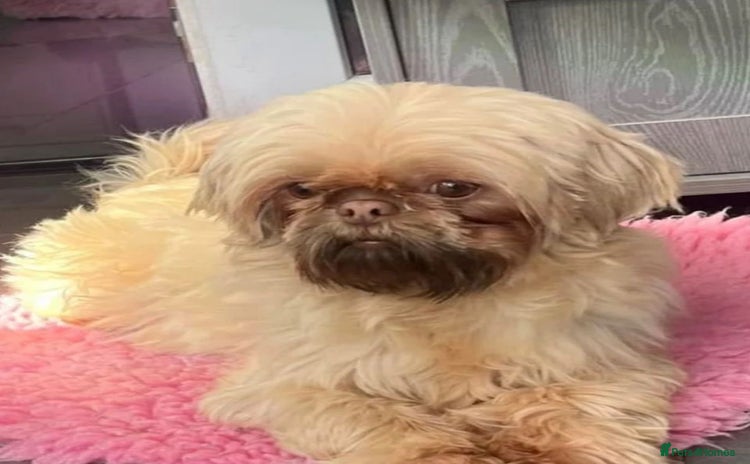 Shih Tzu dogs - Advert 9