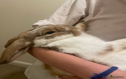 French Lop rabbits for sale: 4 x mixed breed lop bunnies 2 x albino REW 2 x not - Image 21