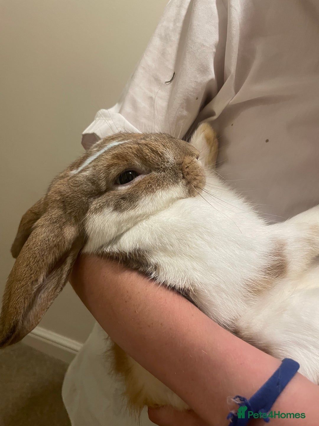 French Lop rabbits for sale: 4 x mixed breed lop bunnies 2 x albino REW 2 x not - Image 21