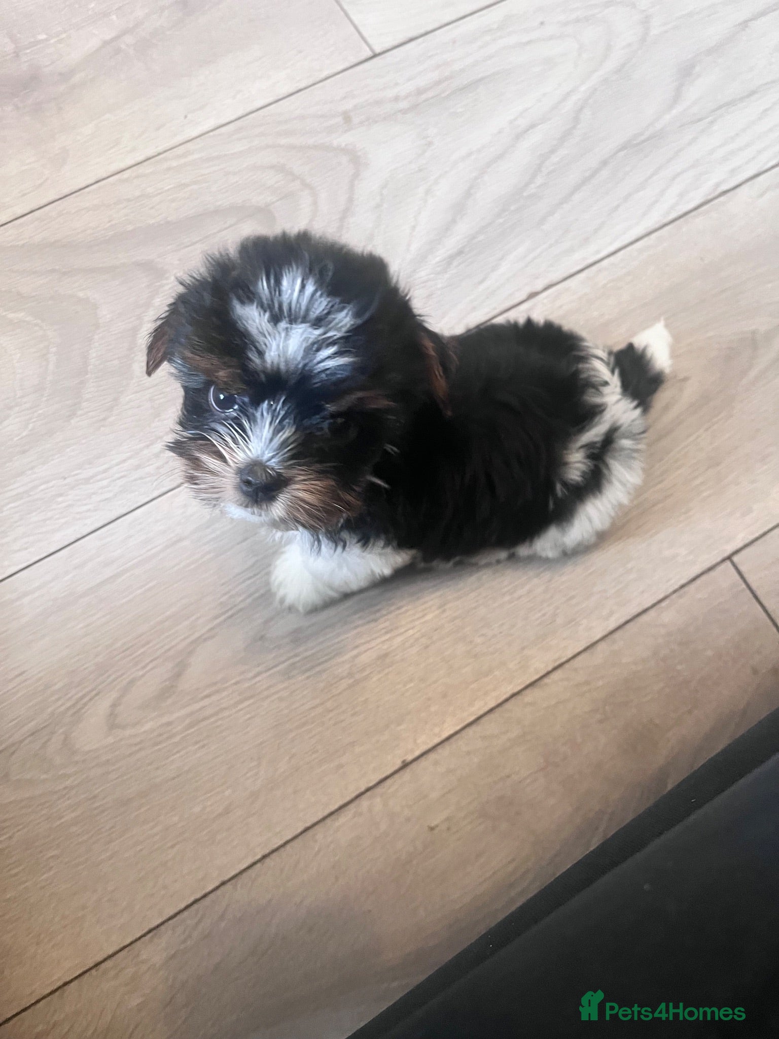Biewer Terrier dogs Ready to Go 3 Pure Biewer Terrier for sale  - Advert 1