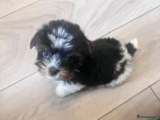 Biewer Terrier dogs Ready to Go 3 Pure Biewer Terrier for sale - Advert 1