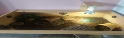 Tortoise reptiles for sale: Horsefield tortoise  in Barnsley - Advert 6