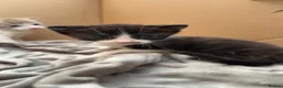 Domestic Shorthair cats for sale: Mixed litter of kittens - Advert 10