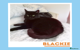 Mixed Breed cats for adoption: Affectionate and Sophisticated Gentleman Cat - Image 1