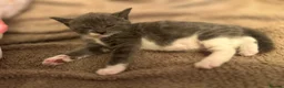 Mixed Breed cats for sale: Beautiful kittens looking for 5* homes  - Advert 7