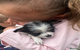 Mixed Breed dogs for sale: Jackawawa pups - Image 11