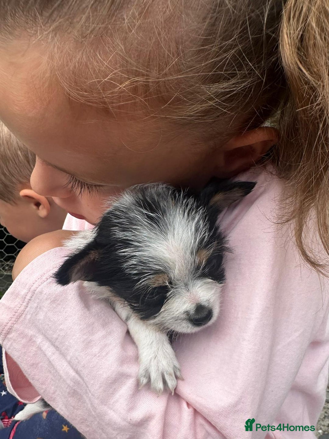 Mixed Breed dogs for sale: Jackawawa pups - Image 11