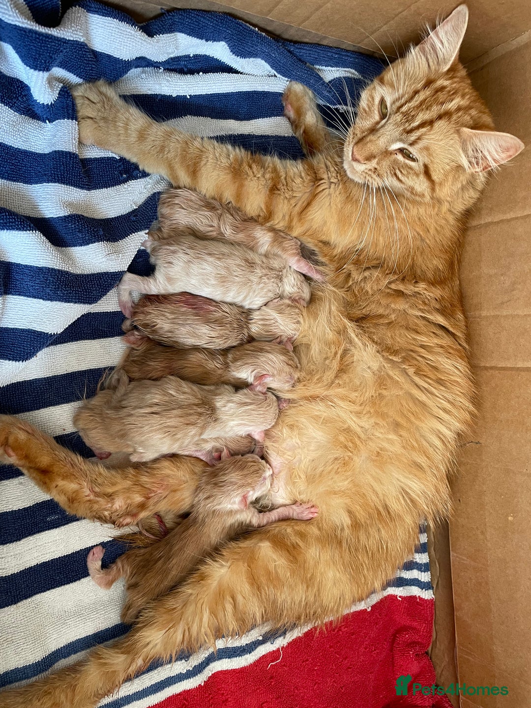 Maine Coon cats for sale: Maine Coon Cross Kittens 3 Girls , 2 Boys - Image 20
