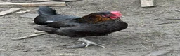 Chickens poultry for sale: Laying hens  - Advert 3
