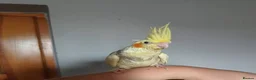 Cockatiels birds for sale: Friendly cockatiels baby boys and girls  - Advert 9