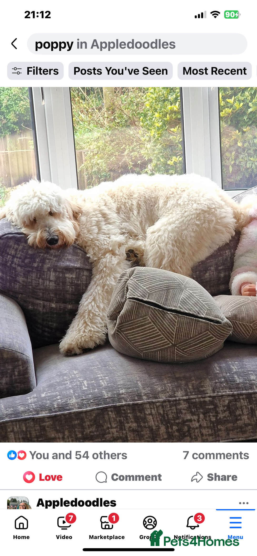 Labradoodle dogs for sale: Multigenerational Doodles Licensed and Tested - Advert 26