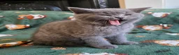 British Shorthair cats for sale: Beautiful British Shorthair kittens - Advert 6