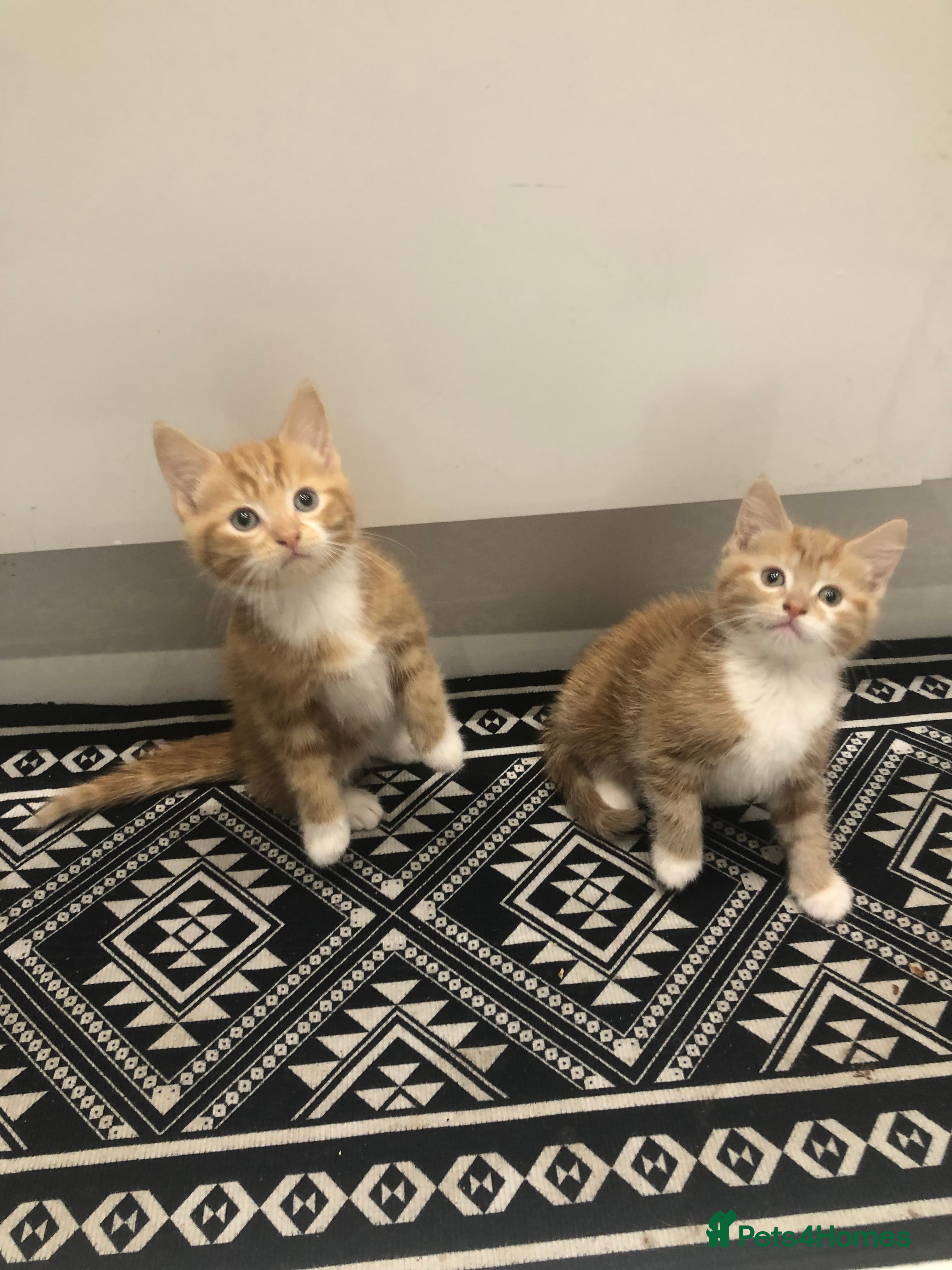 Mixed Breed cats 4 Ginger kittens for sale  - Advert 3