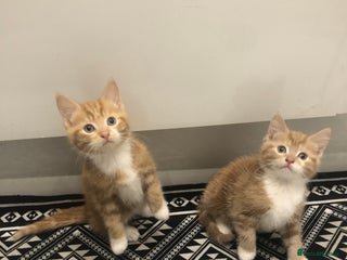 Mixed Breed cats 4 Ginger kittens for sale - Advert 3