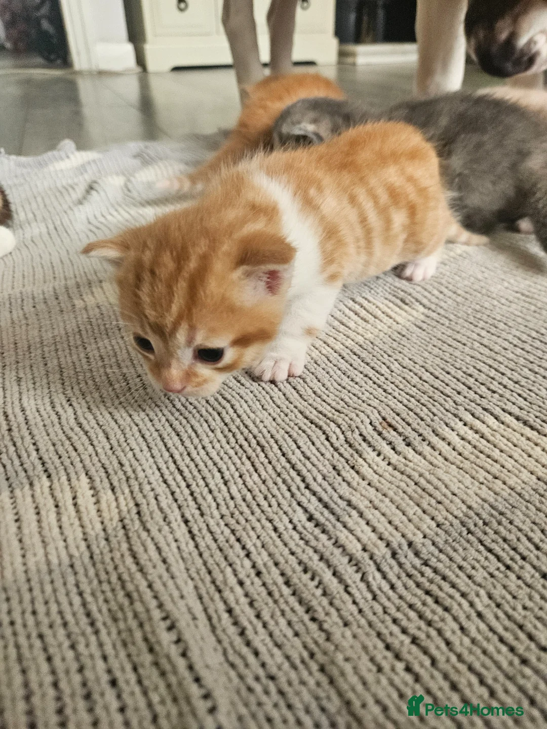 Mixed Breed cats for sale: Female ginger tabby kittens in Billingham - Advert 5