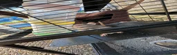 Rat rodents for sale: 3 female pet rats - Advert 3